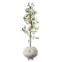 AV Indoor Plants Set 456 Wilsonii Chemlali Olive and Mission Olive Tree and Rhapis Lady Palm and Spathiphyllum Wallisii - Thumbnail 2