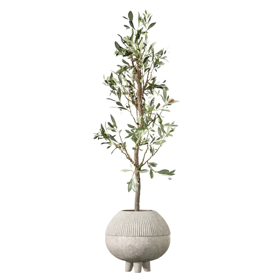 AV Indoor Plants Set 456 Wilsonii Chemlali Olive and Mission Olive Tree and Rhapis Lady Palm and Spathiphyllum Wallisii Image 2