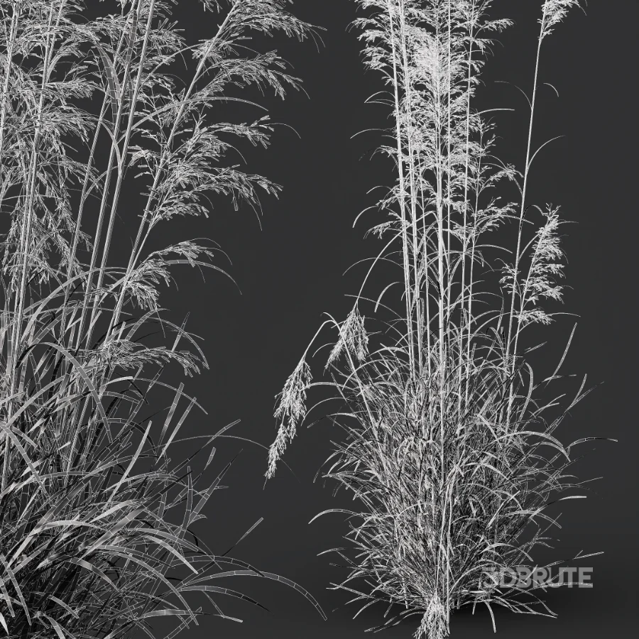 AV Celtica Gigantea Stipa Golden Oats and Stipa Tenuissima Ostnica Mocna Pony Tails Image 14