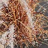AV Carex Testacea Orange Sedge Grass Prairie Fire and Nassella Tenuissima fall - Thumbnail 13