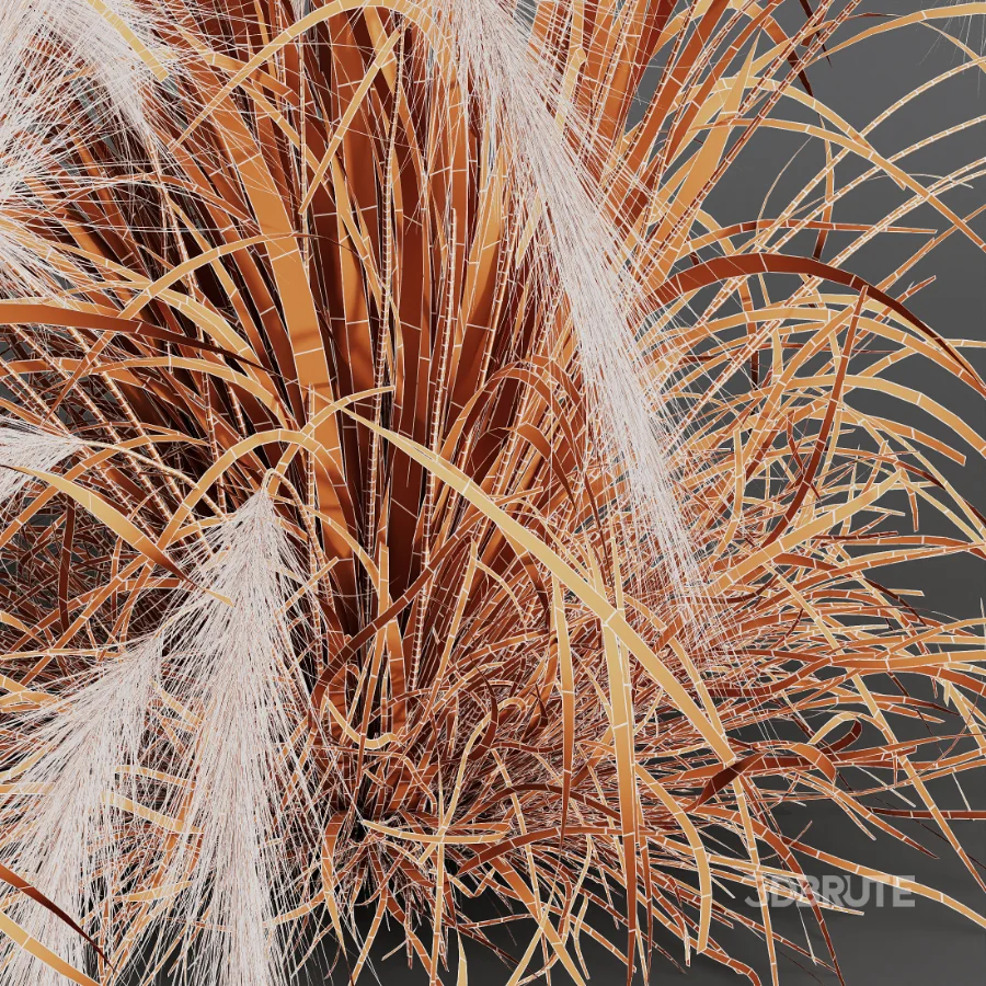 AV Carex Testacea Orange Sedge Grass Prairie Fire and Nassella Tenuissima fall Image 13