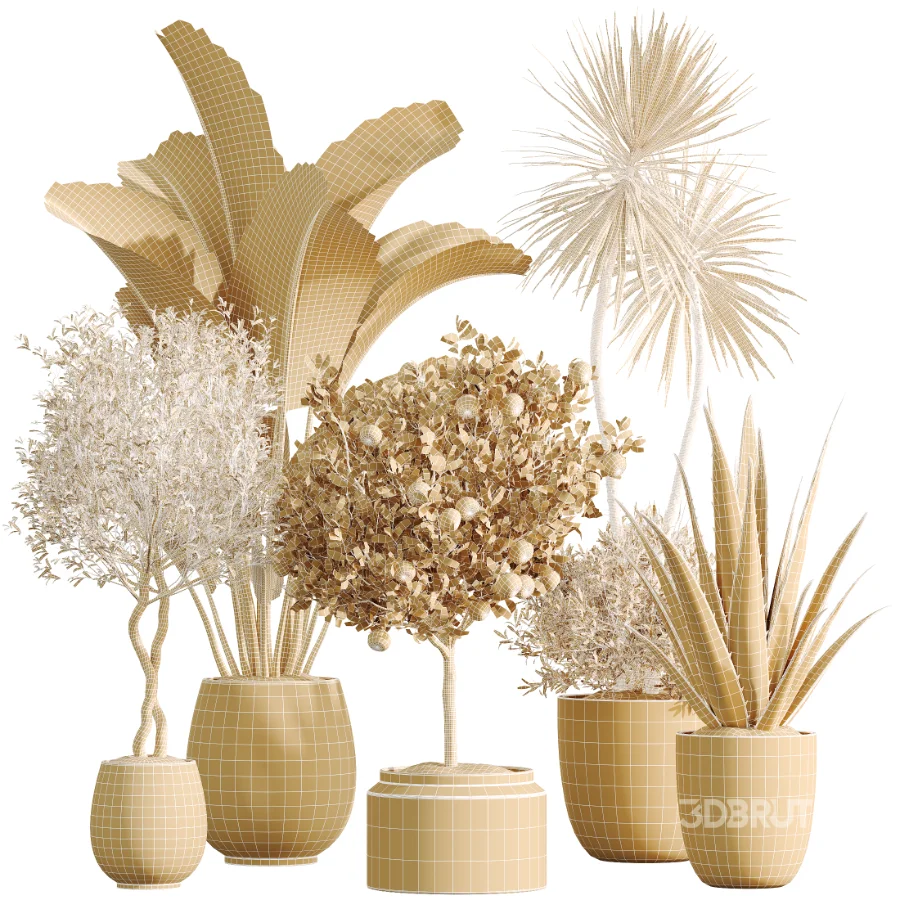 AV Indoor Plants Set 501 AloeVera Succulent and Orange Tree and Spineless Yucca and Chemlali Olive and Ravenala Banana Image 6
