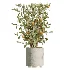 AV Indoor Plants Set 467 Ficus Retusa and Chemlali Olive and Briful Pachira and Ficus Cyathistipula and China Orange Tree - Thumbnail 2