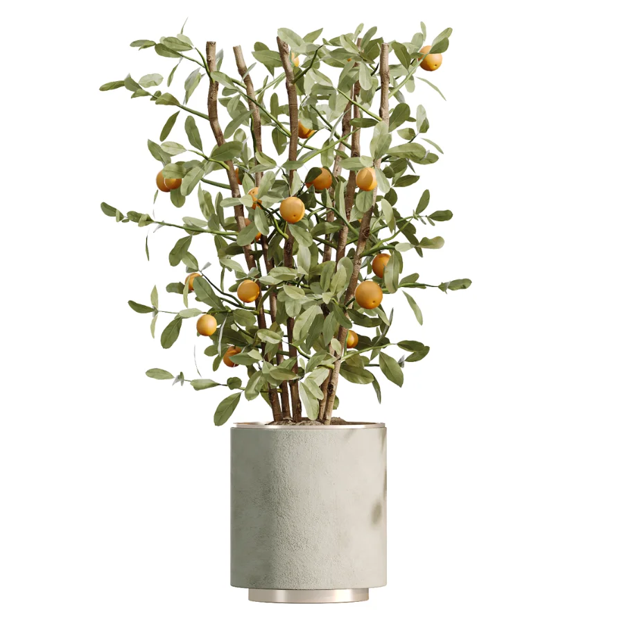 AV Indoor Plants Set 467 Ficus Retusa and Chemlali Olive and Briful Pachira and Ficus Cyathistipula and China Orange Tree Image 2