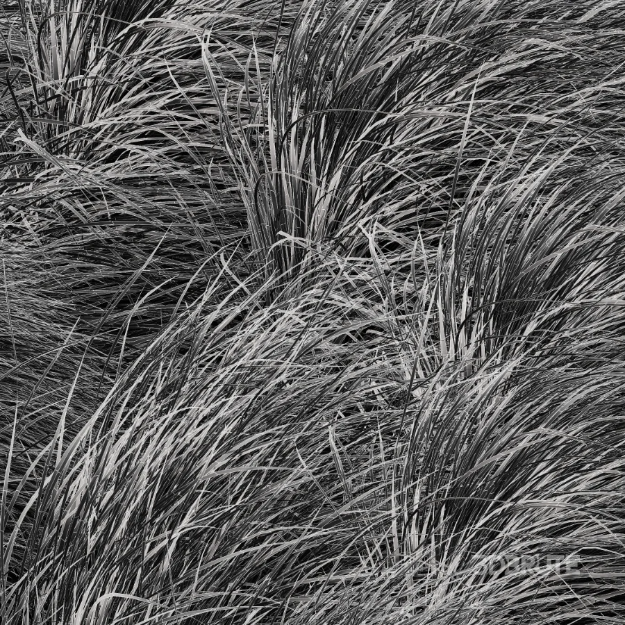 AV Carex Testacea Orange Sedge Grass Prairie Fire and Nassella Tenuissima fall Image 12