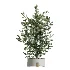 AV Indoor Plants Set 446 Ficus microcarpa and Aspidistra Elatior and Cactus Opuntia and Ficus Elastica Rubber and Cyara Areca Palm - Thumbnail 4