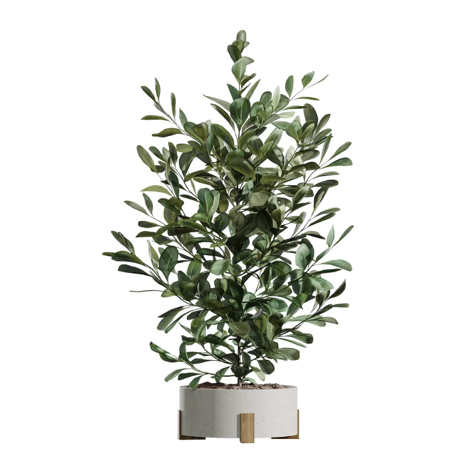 AV Indoor Plants Set 446 Ficus microcarpa and Aspidistra Elatior and Cactus Opuntia and Ficus Elastica Rubber and Cyara Areca Palm Image 4
