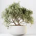 AV Indoor Plants Set 471 Chemlali Olive and Giant Monstera and Cyara Areca Palm and Ravenala Banana - Thumbnail 1