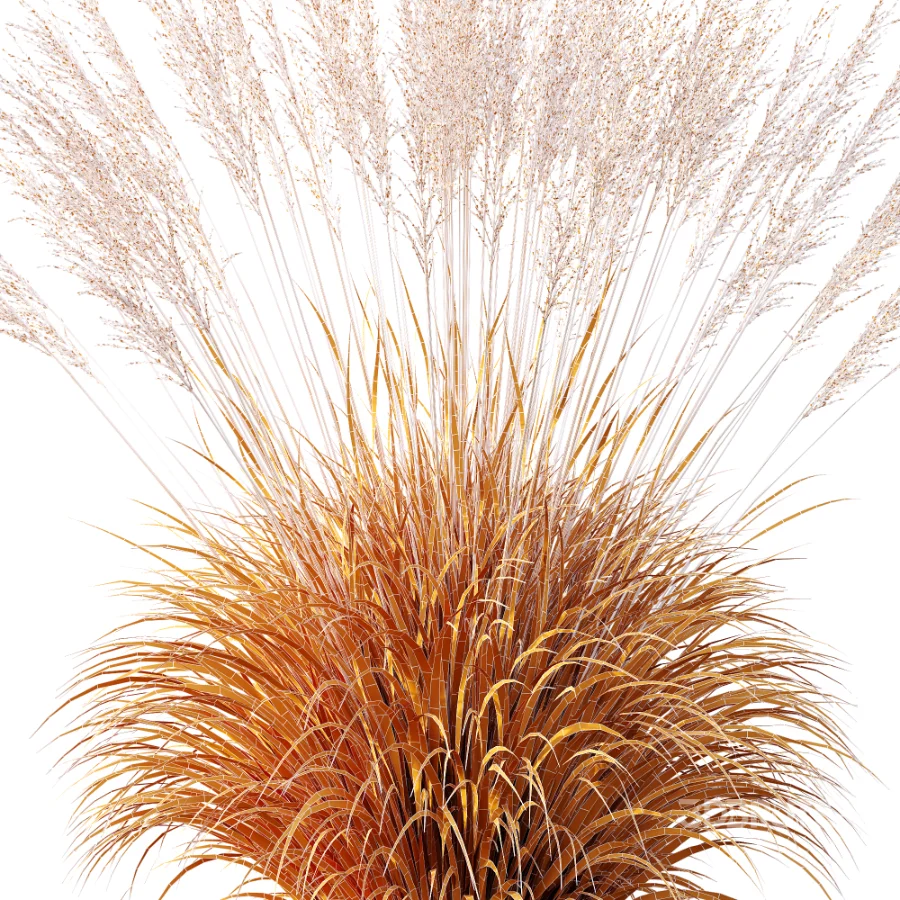 AV Molinia Caerulea Heidebraut Kleines Pfeifengras Image 10