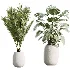AV Indoor Plants Set 471 Chemlali Olive and Giant Monstera and Cyara Areca Palm and Ravenala Banana - Thumbnail 6