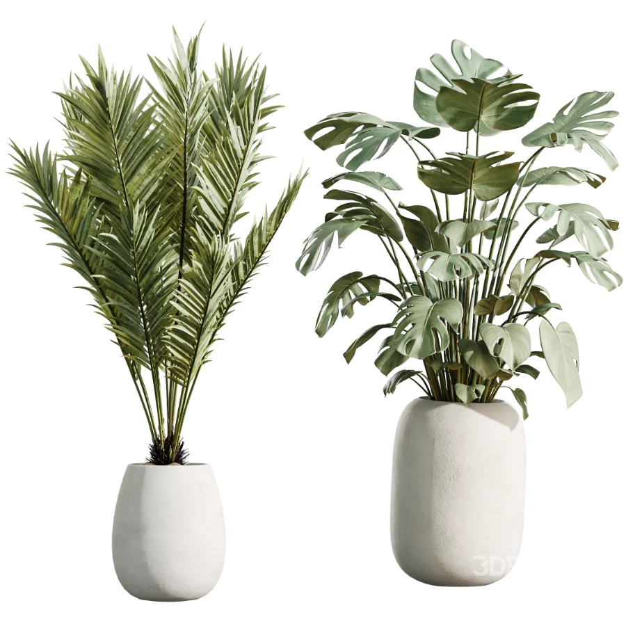 AV Indoor Plants Set 471 Chemlali Olive and Giant Monstera and Cyara Areca Palm and Ravenala Banana Image 6