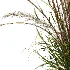 AV Calamagrostis Acutiflora Karl Foerster - Thumbnail 1