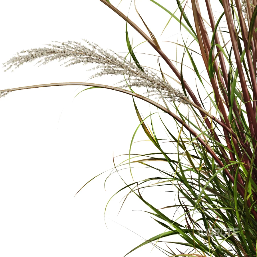 AV Calamagrostis Acutiflora Karl Foerster Image 1