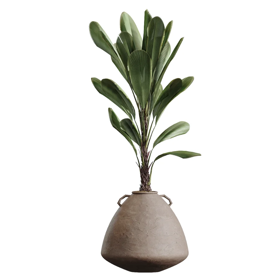 AV Indoor Plants Set 464 Olive Euphorbia Drupifera Cunjevoi Alocasia Spineless Yucca Licuala Palm Image 2
