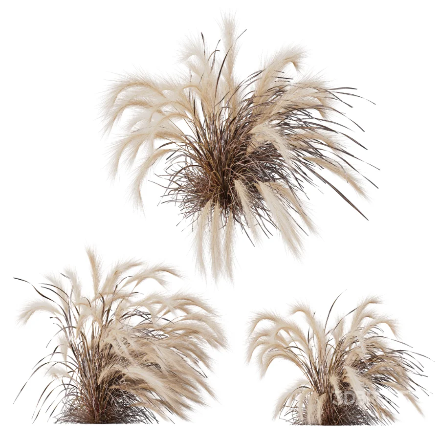 AV Carex Testacea Orange Sedge Grass Prairie Fire and Nassella Tenuissima fall Image 3