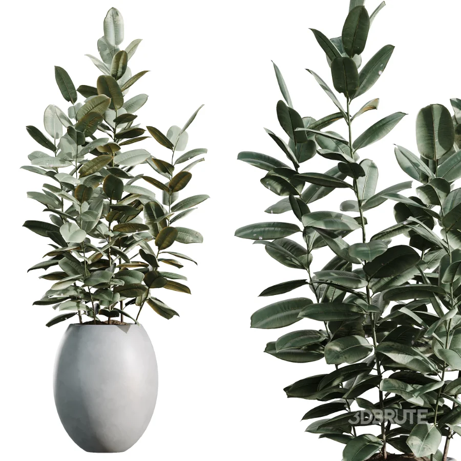 AV Indoor Plants Set 469 Rhapis Lady Palm and Chemlali Olive and Bird Of ParadiseBird and Ficus Elastica Image 4