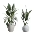 AV Indoor Plants Set 446 Ficus microcarpa and Aspidistra Elatior and Cactus Opuntia and Ficus Elastica Rubber and Cyara Areca Palm - Thumbnail 7