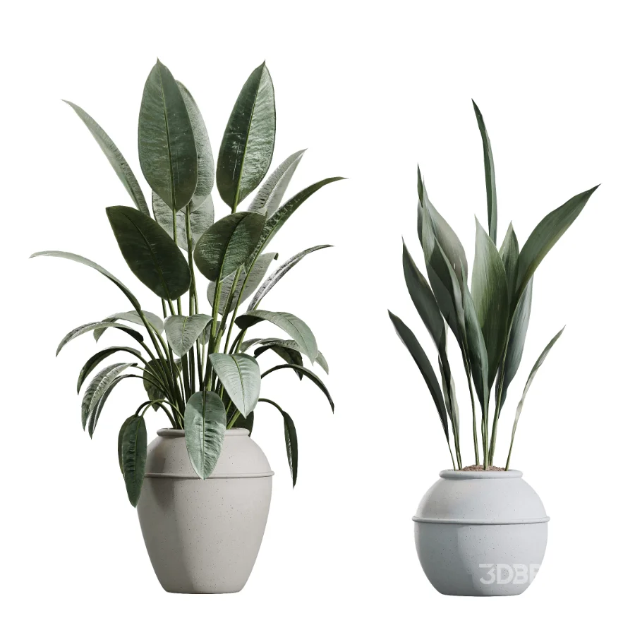 AV Indoor Plants Set 446 Ficus microcarpa and Aspidistra Elatior and Cactus Opuntia and Ficus Elastica Rubber and Cyara Areca Palm Image 7
