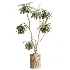 AV Indoor Plants Set 460 Ficus Cyathistipul and Calathea Lutea and Chemlali Olive and Ficus Benjamina African Fig - Thumbnail 3