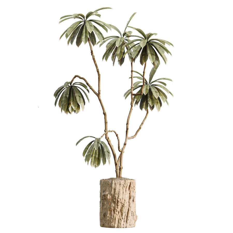 AV Indoor Plants Set 460 Ficus Cyathistipul and Calathea Lutea and Chemlali Olive and Ficus Benjamina African Fig Image 3