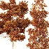 AV Pinus Echinata and Chamaecyparis Thyoides trees - Thumbnail 4