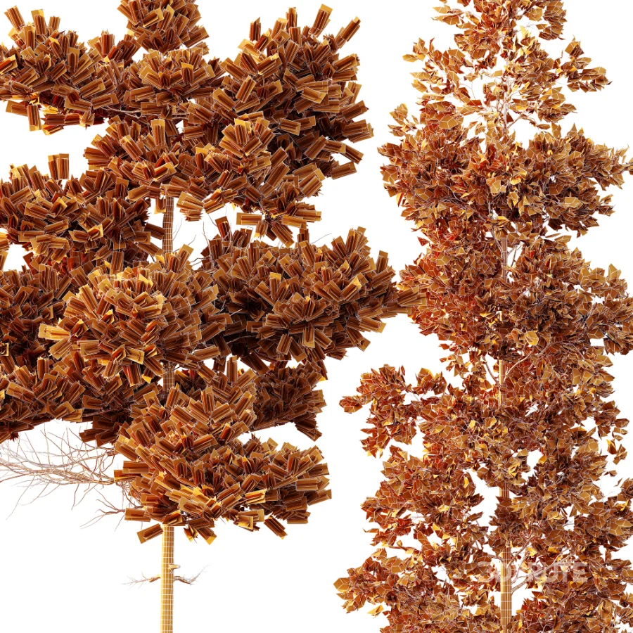 AV Pinus Echinata and Chamaecyparis Thyoides trees Image 4