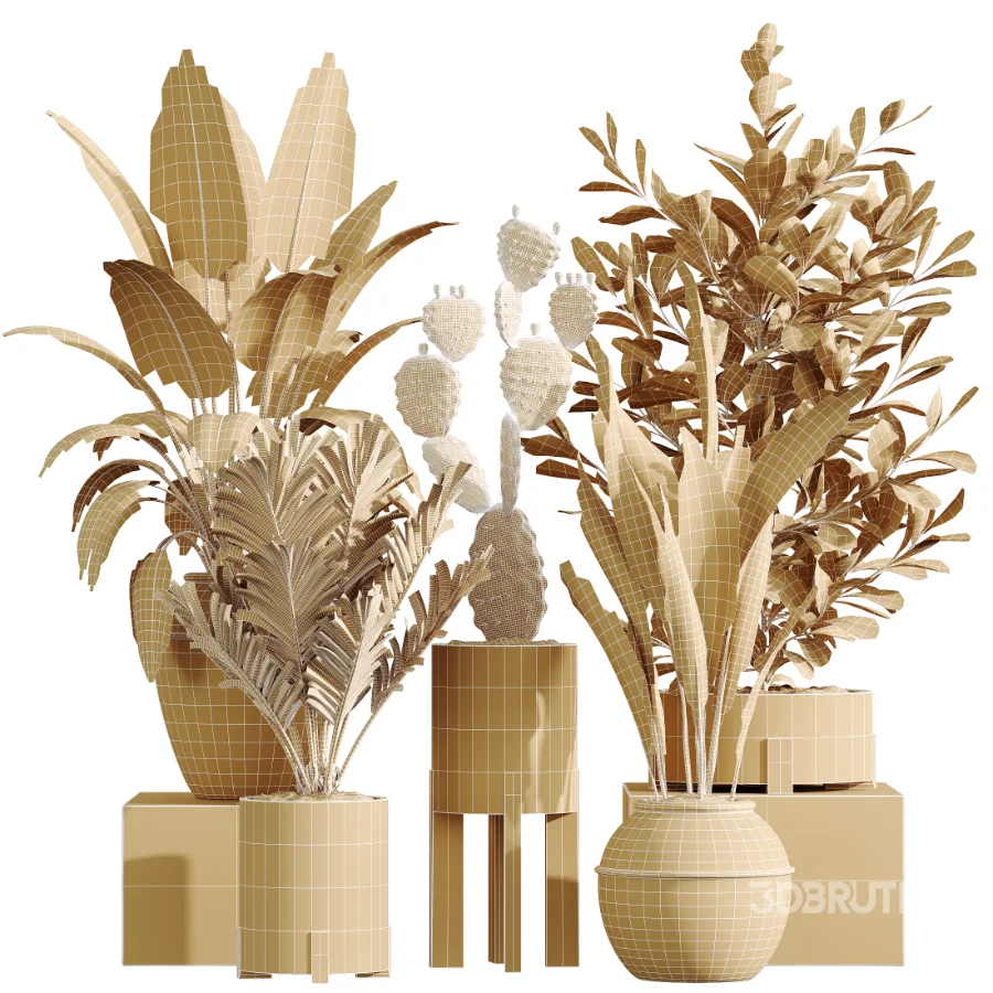 AV Indoor Plants Set 446 Ficus microcarpa and Aspidistra Elatior and Cactus Opuntia and Ficus Elastica Rubber and Cyara Areca Palm Image 8