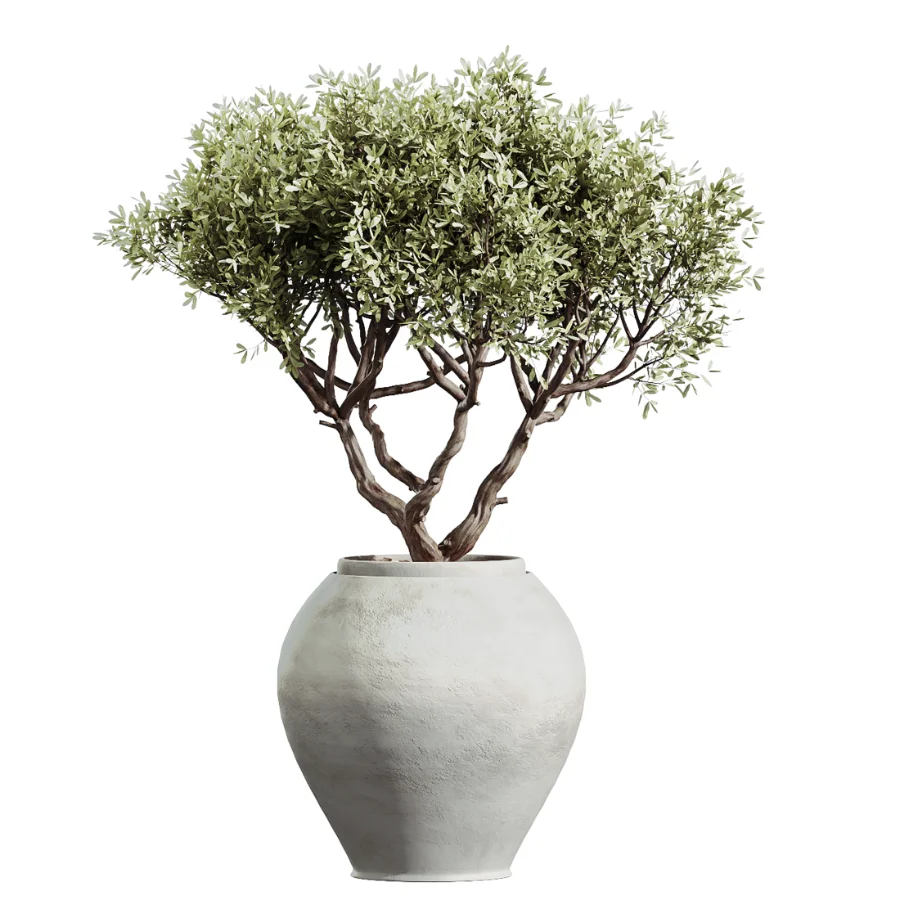 AV Indoor Plants Set 450 Chemlali Olive Tree and Sansevieria Trifasciata and Spathiphyllum Peace Lily and Ficus Dracaena Marginata Image 4