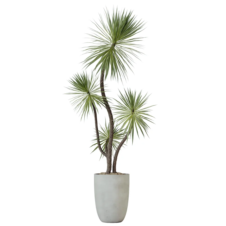 AV Indoor Plants Set 449 Ficus Dracaena Marginata and Ravenala Banana and Spineless Yucca Image 3