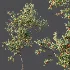 AV Plants Diospyros Kaki Persimmon Version02 - Thumbnail 7
