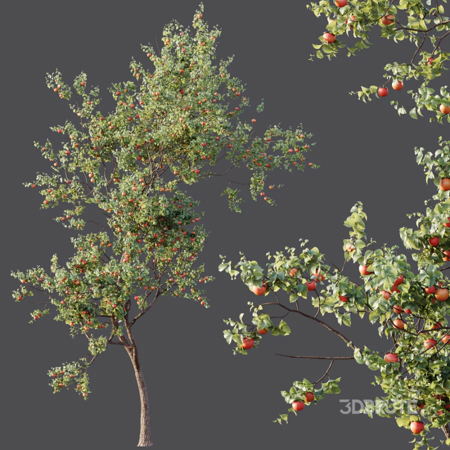 AV Plants Diospyros Kaki Persimmon Version02 Image 7