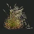 AV Calamagrostis Acutiflora Karl Foerster and Stipa arundinacea Sweet Grasses - Thumbnail 4