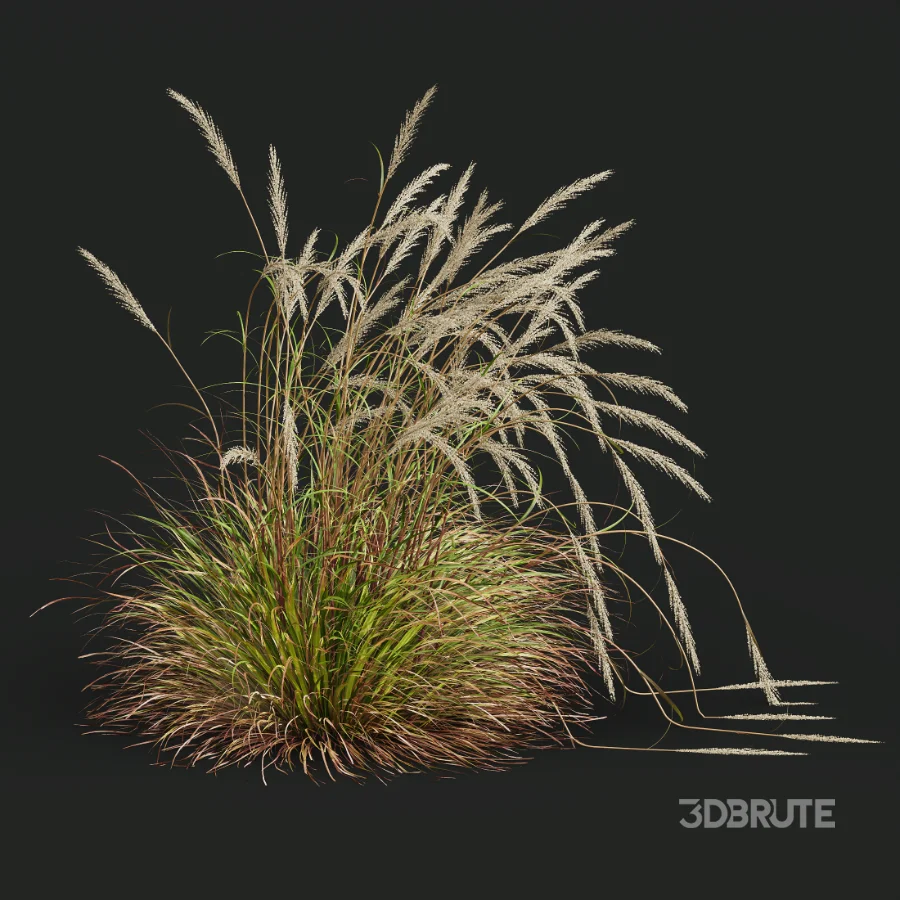 AV Calamagrostis Acutiflora Karl Foerster and Stipa arundinacea Sweet Grasses Image 4