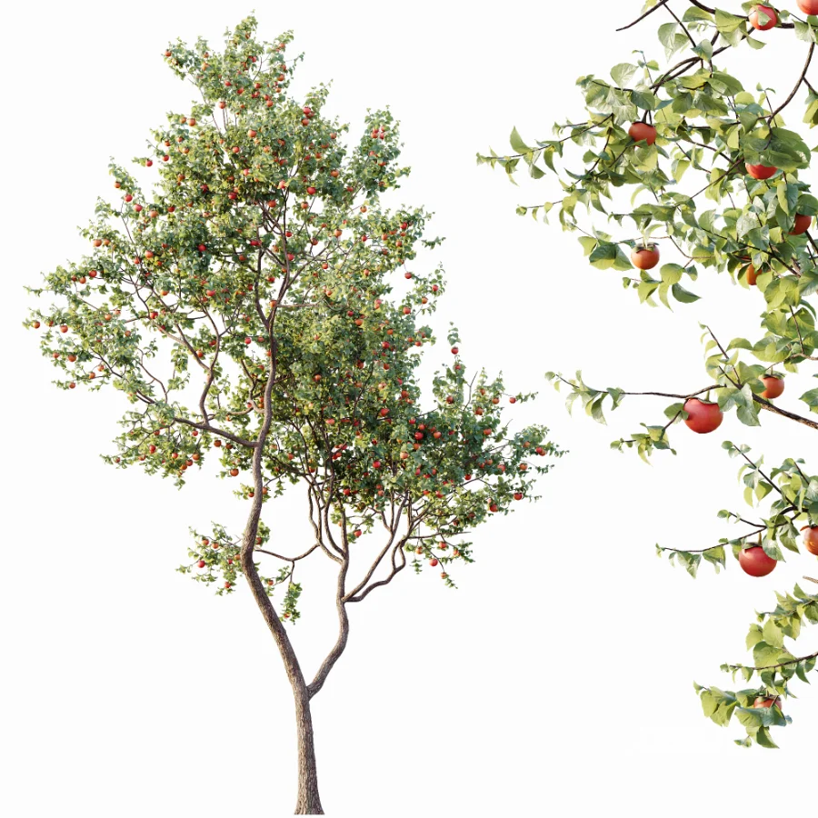 AV Plants Diospyros Kaki Persimmon Version02 Image 4