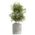 AV Indoor Plants Set 465 Coconut Palm and Cyara Areca Palm and Chemlali Olive Tree and Orange Calamondin Tree - Thumbnail 8