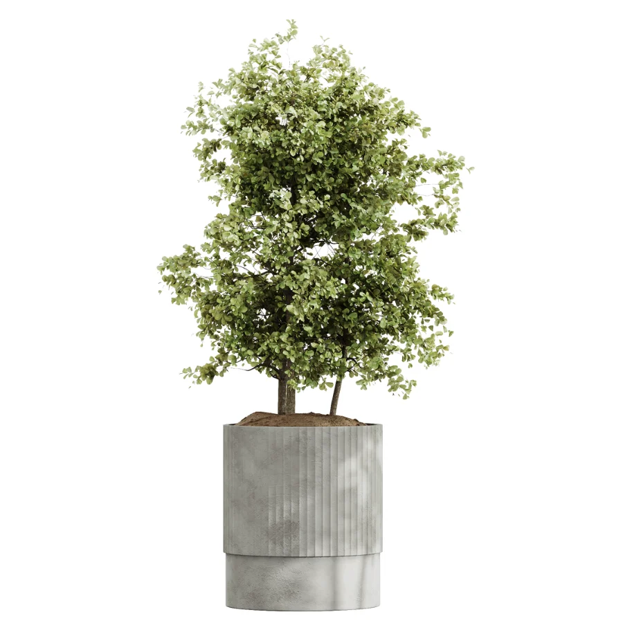 AV Indoor Plants Set 465 Coconut Palm and Cyara Areca Palm and Chemlali Olive Tree and Orange Calamondin Tree Image 8