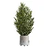 AV Indoor Plants Set 447 China Orange Tree and Spineless Yucca and Cyara Areca Palm and Europaea Olive Eucalyptus and Ficus Elastica Beliza - Thumbnail 3