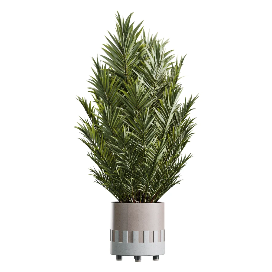 AV Indoor Plants Set 447 China Orange Tree and Spineless Yucca and Cyara Areca Palm and Europaea Olive Eucalyptus and Ficus Elastica Beliza Image 3