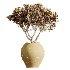 AV Indoor Plants Set 450 Chemlali Olive Tree and Sansevieria Trifasciata and Spathiphyllum Peace Lily and Ficus Dracaena Marginata - Thumbnail 6