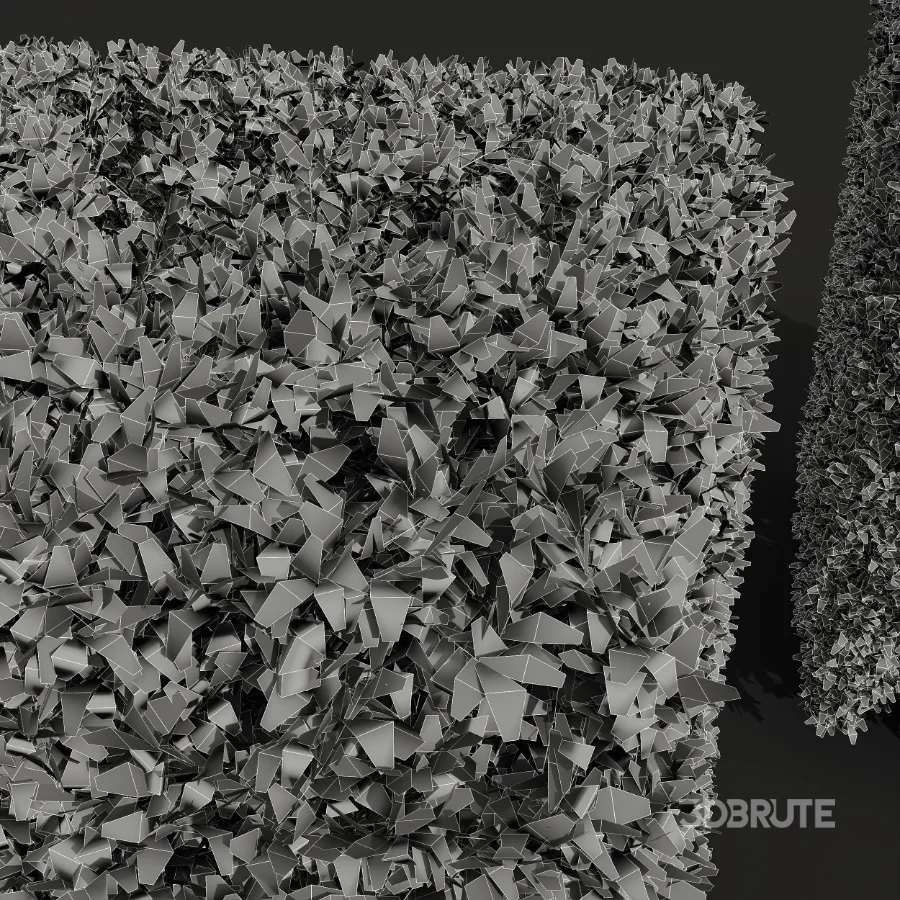 AV Ficus Concinna Bonsai Pruned and Ligustrum Quihoui Privet Pruned Box Image 10