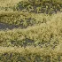 AV Celtica Gigantea Stipa Golden Oats and Carex Elata Aurea Grass - Thumbnail 6