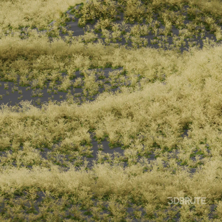 AV Celtica Gigantea Stipa Golden Oats and Carex Elata Aurea Grass Image 6