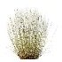 AV Stipa Tenuissima Ostnica Mocna Pony Tails and Carex Testacea Orange Sedge Grass Prairie Fire - Thumbnail 8