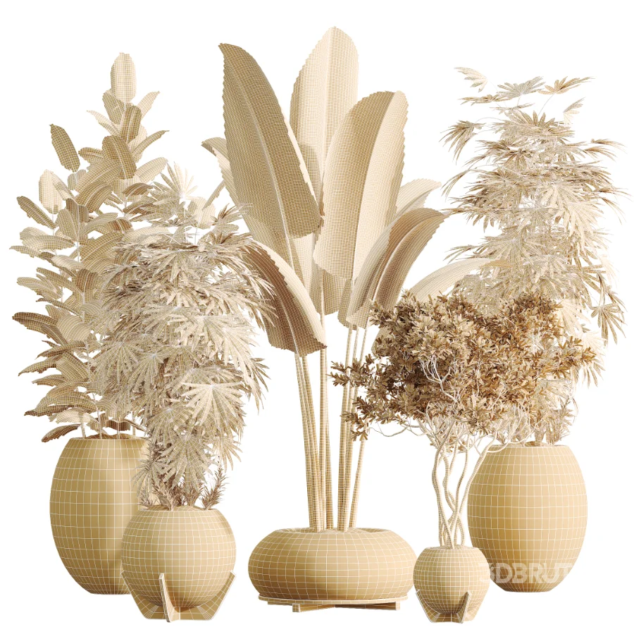 AV Indoor Plants Set 469 Rhapis Lady Palm and Chemlali Olive and Bird Of ParadiseBird and Ficus Elastica Image 8