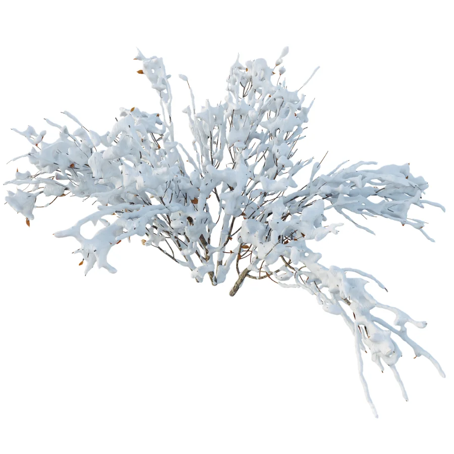 AV Winter Plant Snow Myrtle flower Winter and Snow Quihoui Privet Image 4