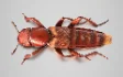 Beetle Insect 3D Model - Thumbnail 2