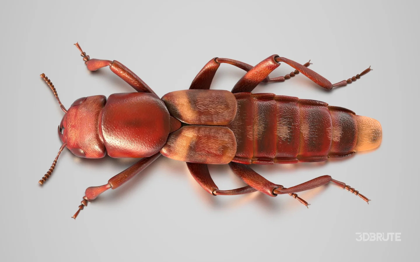 Beetle Insect 3D Model Image 2