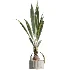 AV Indoor Plants Set 465 Coconut Palm and Cyara Areca Palm and Chemlali Olive Tree and Orange Calamondin Tree - Thumbnail 1