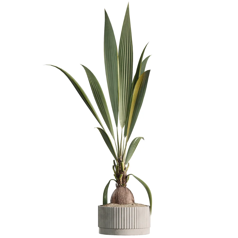 AV Indoor Plants Set 465 Coconut Palm and Cyara Areca Palm and Chemlali Olive Tree and Orange Calamondin Tree Image 1