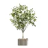 AV Indoor Plants Set 448 Areca Palm and Ravenala Banana and Europaea Olive Fig and Chemlali Olive and Olive Tree - Thumbnail 3